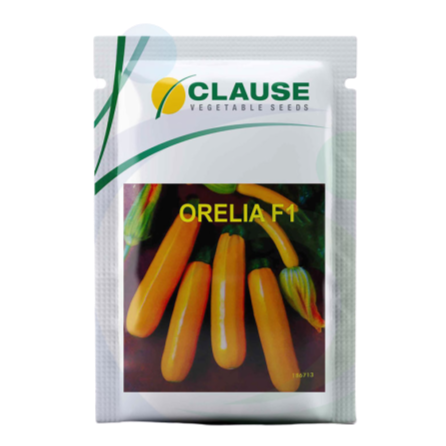 Orelia Squash Seeds - HM Clause | F1 Hybrid | Buy Online at Best Price