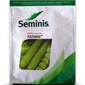 Padmini Cucumber Seeds - Seminis | F1 Hybrid | Buy Online - DesiKheti