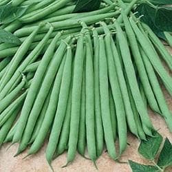 NS 636 Fine / Pencil Beans Seeds - Namdhari | F1 Hybrid | Buy Online at Best Price