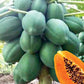 Indus Red Sun Dwarf Papaya Seeds | F1 Hybrid | Buy Online at Best Price