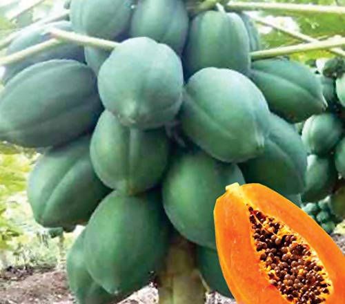 Indus Honey Gold Papaya Seeds | F1 Hybrid | Buy Online at Best Price