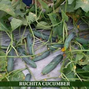 Ruchita Cucumber Seeds - Known You | F1 Hybrid | Buy Online at Best Price