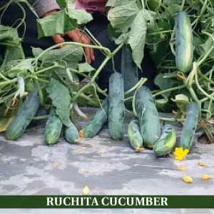 Ruchita Cucumber Seeds - Known You | F1 Hybrid | Buy Online at Best Price