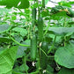 Multistar RZ Cucumber Seeds - Rijk Zwaan | F1 Hybrid | Buy Online at Best Price