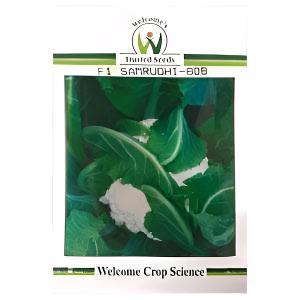 Samrudhi 808 Cauliflower Seeds - Welcome | F1 Hybrid | Buy Online at Best Price