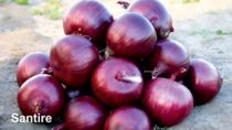 Santire Onion Seeds - Nunhems | F1 Hybrid | Buy Online at Best Price