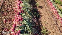 Santire Onion Seeds - Nunhems | F1 Hybrid | Buy Online at Best Price