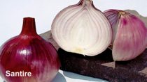 Santire Onion Seeds - Nunhems | F1 Hybrid | Buy Online at Best Price