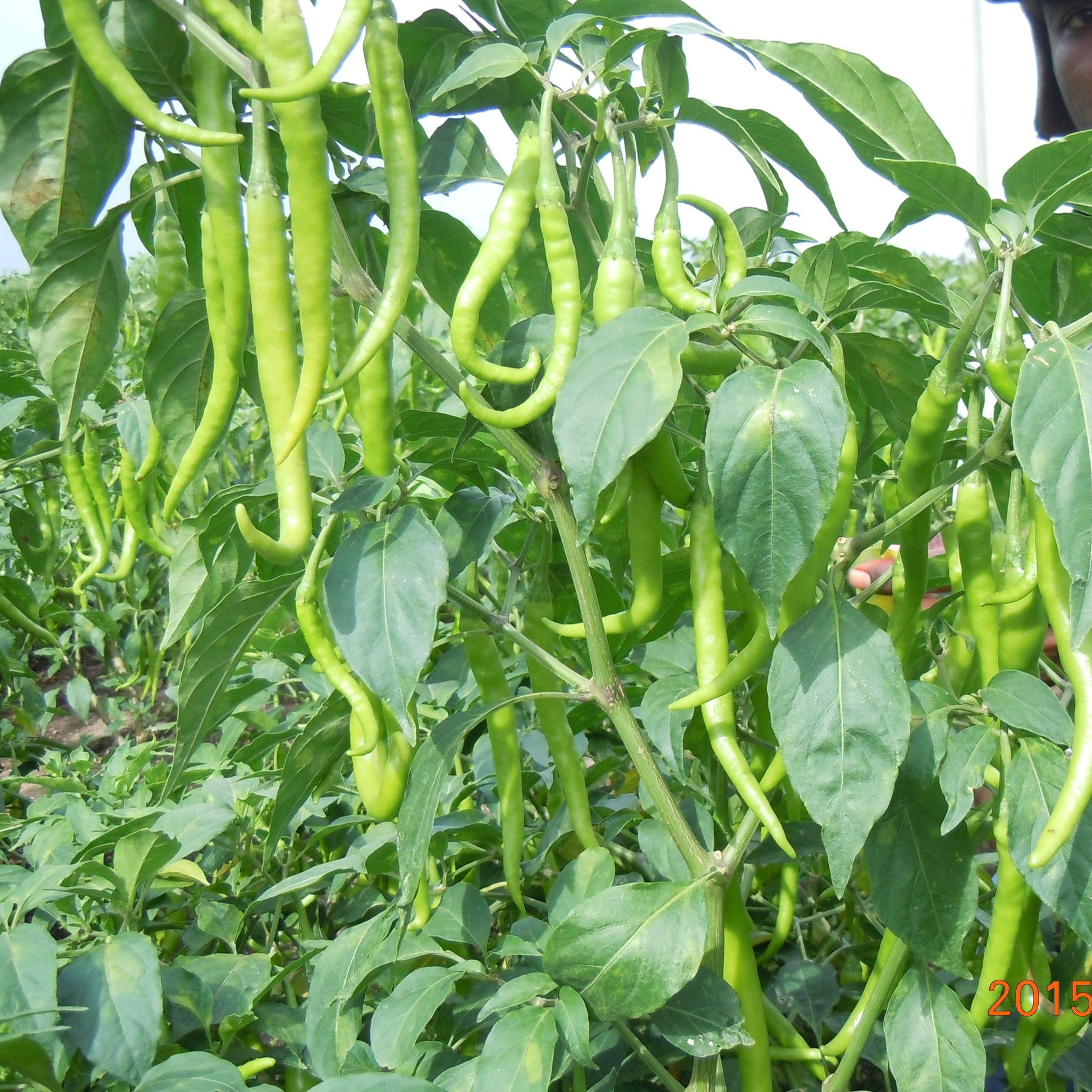 Sarpan - 132 Chilli Seeds | F1 Hybrid | Buy Online at Best Price