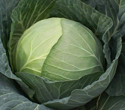 Indus Juhi Cabbage Seeds | F1 Hybrid | Buy Online at Best Price