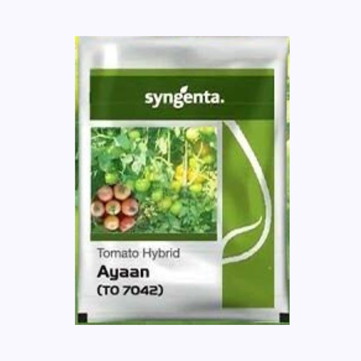 Ayaan (TO 7042) Tomato Seeds - Syngenta | F1 Hybrid | Buy Online at Best Price