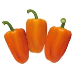 Triora RZ (35-903) Orange Capsicum Seeds - Rijk Zwaan | F1 Hybrid | Buy Online at Best Price