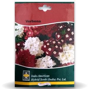 Verbena Seeds - Indo American | Buy Online at Best Price – Desikheti