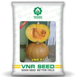 VNR-11 Pumpkin Seeds | F1 Hybrid | Buy Online at Best Price