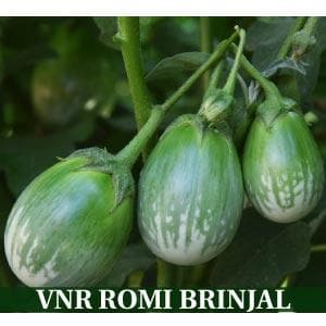 Romi Brinjal Seeds - VNR | F1 Hybrid | Buy Online at Best Price