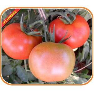 VNR 3348 Tomato Seeds | F1 Hybrid | Buy Online at Best Price