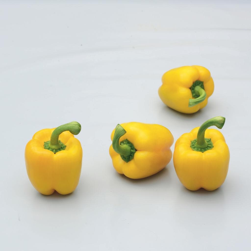 Lumos Capsicum Seeds - Syngenta | F1 Hybrid | Buy Online at Best Price