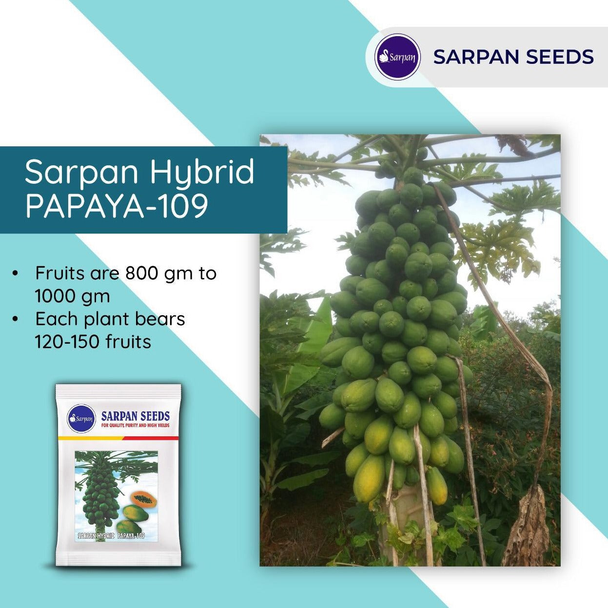 Sarpan Solo-109 Papaya Seeds | F1 Hybrid | Buy Online at Best Price