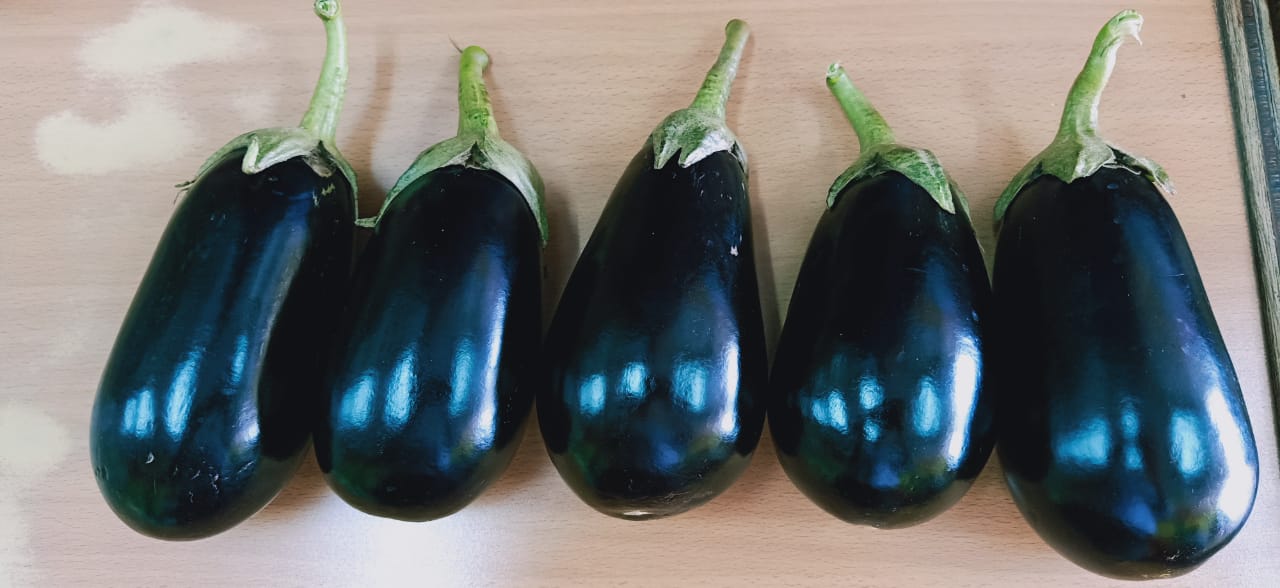 Kuber Brinjal Seeds - Tokita | F1 Hybrid | Buy Online at Best Price