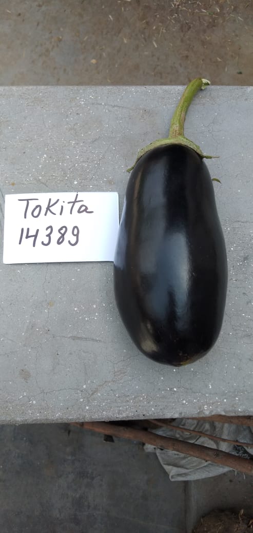 Kuber Brinjal Seeds - Tokita | F1 Hybrid | Buy Online at Best Price