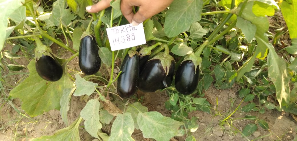 Kuber Brinjal Seeds - Tokita | F1 Hybrid | Buy Online at Best Price