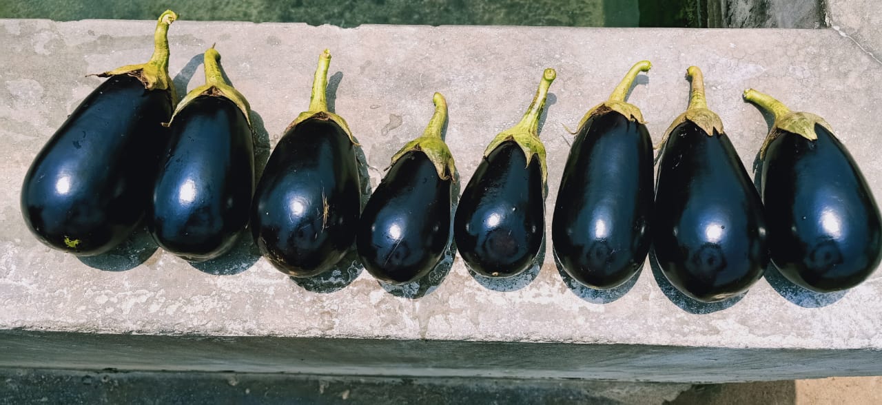 Kuber Brinjal Seeds - Tokita | F1 Hybrid | Buy Online at Best Price