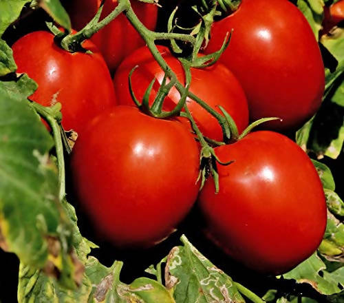 Indus - 70 Tomato Seeds | F1 Hybrid | Buy Online at Best Price