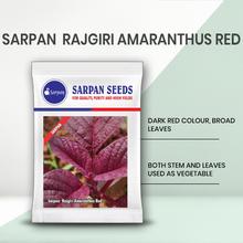 Sarpan Rajgiri Amaranthus Red | F1 Hybrid | Buy Online at Best Price