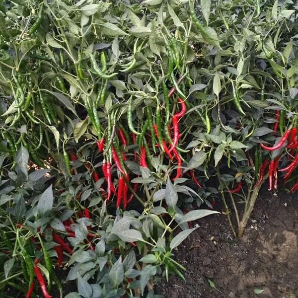 Bhavani Chilli Seeds - Fito | F1 Hybrid | Buy Online at Best Price