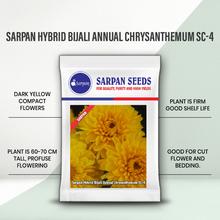 Sarpan Chrysanthemum Seeds | F1 Hybrid | Buy Online at Best Price