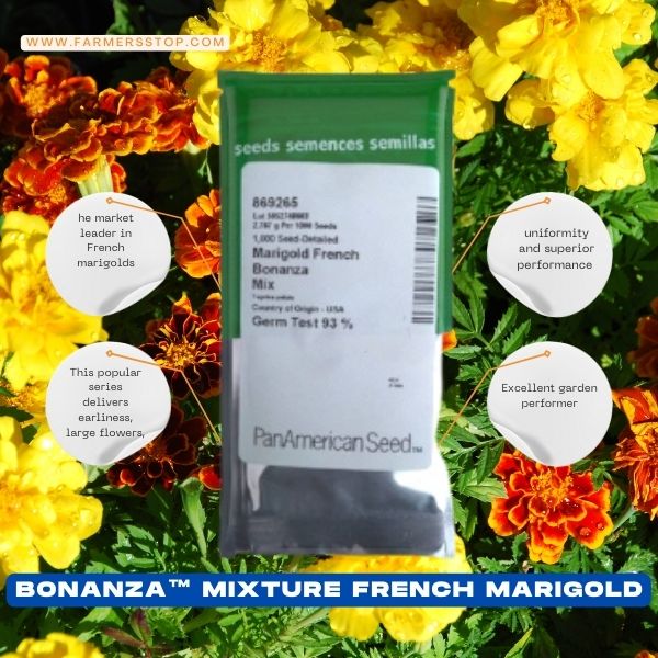 Bonanza Bee French Marigold Seeds - PanAmerican | F1 Hybrid | Buy Online at Best Price