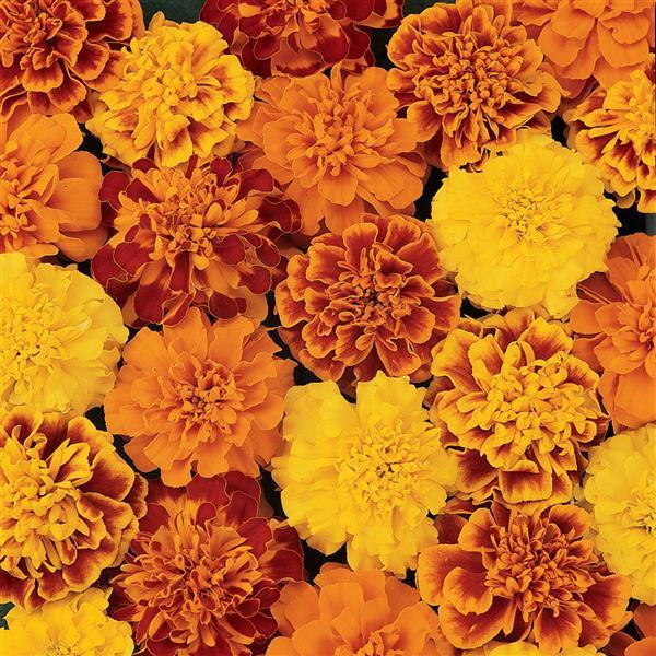 Bonanza Bee French Marigold Seeds - PanAmerican | F1 Hybrid | Buy Online at Best Price