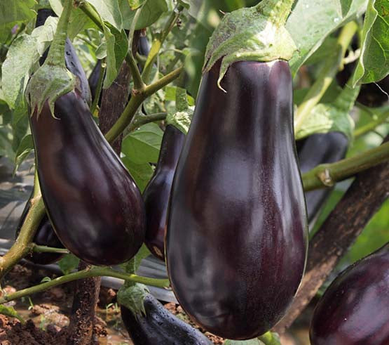 Black Star Brinjal Seeds - Indo American | F1 Hybrid | Buy Online at Best Price