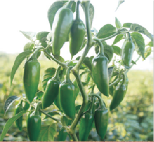 Bullet HPH 4968 Chilli Seeds - Syngenta | F1 Hybrid | Buy Online at Best Price