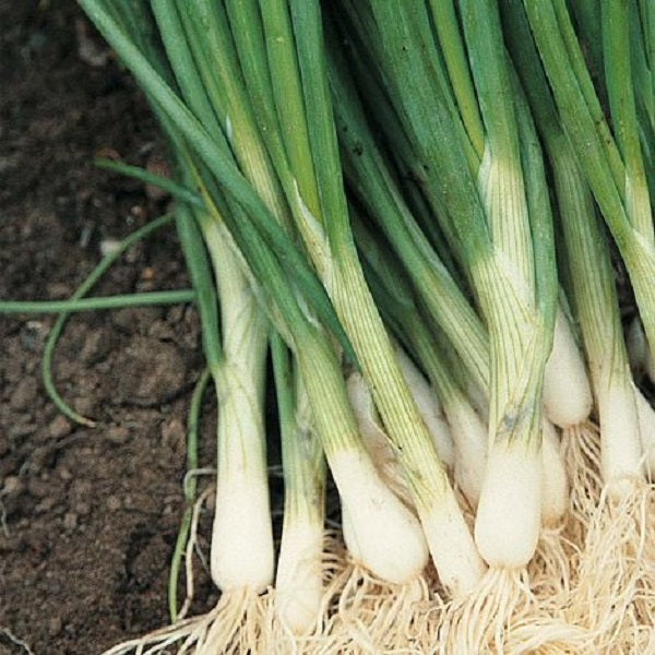 Performer Bunching Onion Seeds - Bejo | F1 Hybrid | Buy Online Now