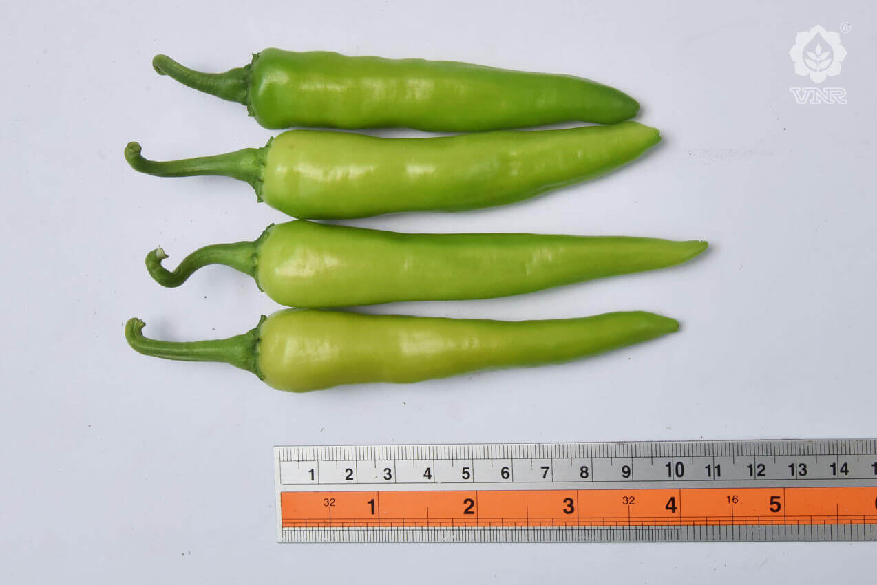 VNR 314 F1 Hybrid Chilli | F1 Hybrid | Buy Online at Best Price