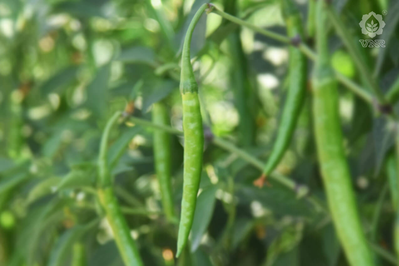 Rambha Chilli Seeds - VNR | F1 Hybrid | Buy Online at Best Price