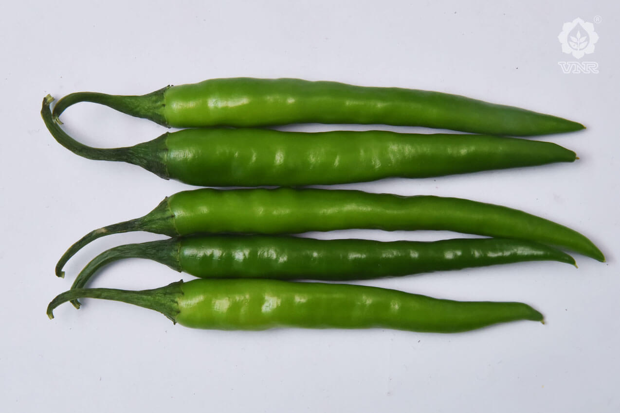 Shilpa (435/7) Chilli seeds - VNR | F1 Hybrid | Buy Online at Best Price