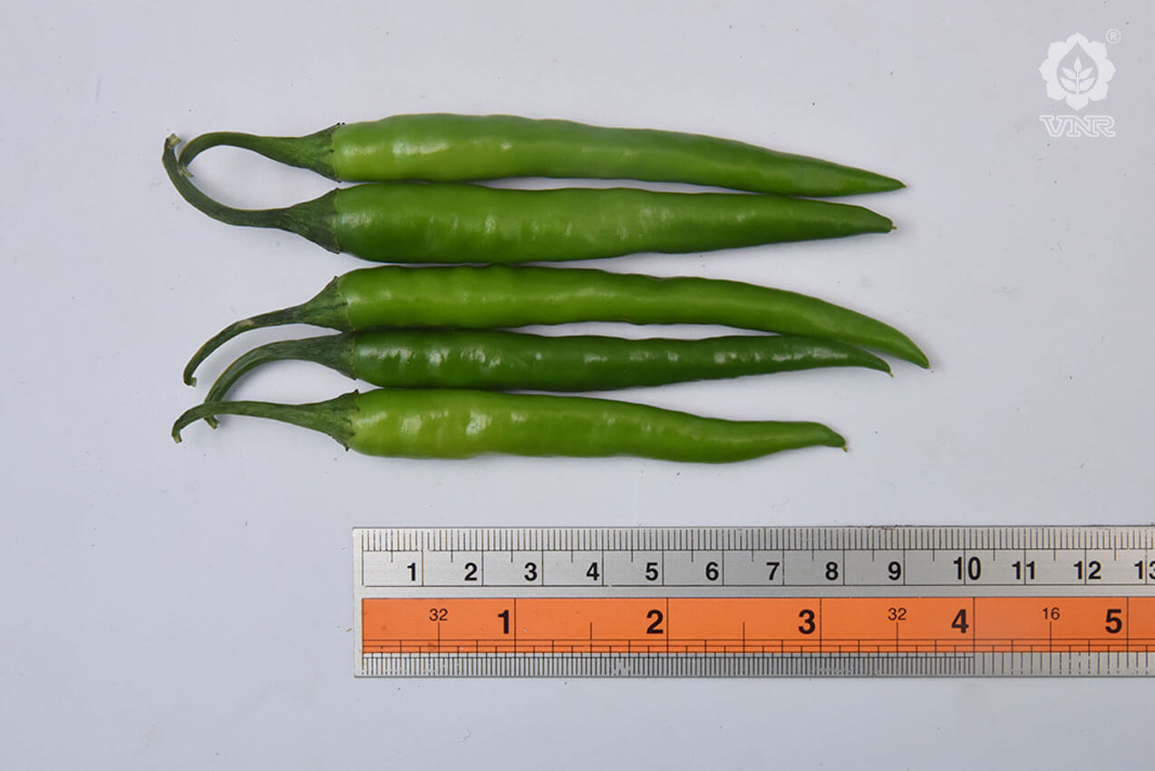 Shilpa (435/7) Chilli seeds - VNR | F1 Hybrid | Buy Online at Best Price