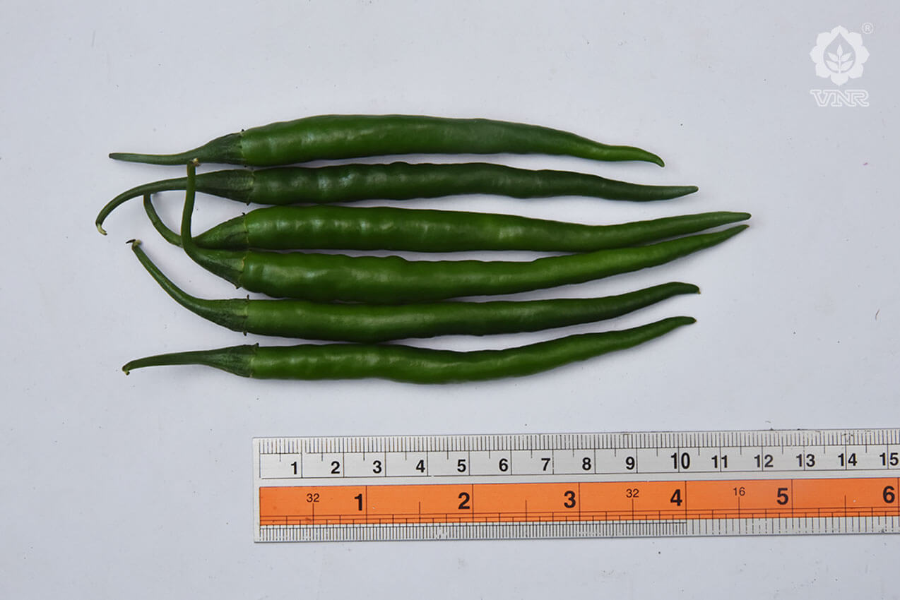 Sunidhi Chilli Seeds - VNR | F1 Hybrid | Buy Online at Best Price