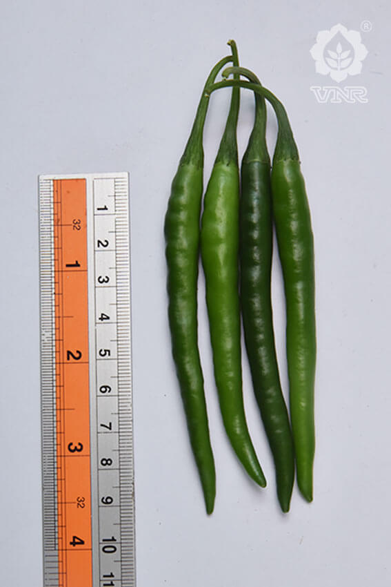 VNR Unnati (60-13) Chilli Seeds | F1 Hybrid | Buy Online at Best Price