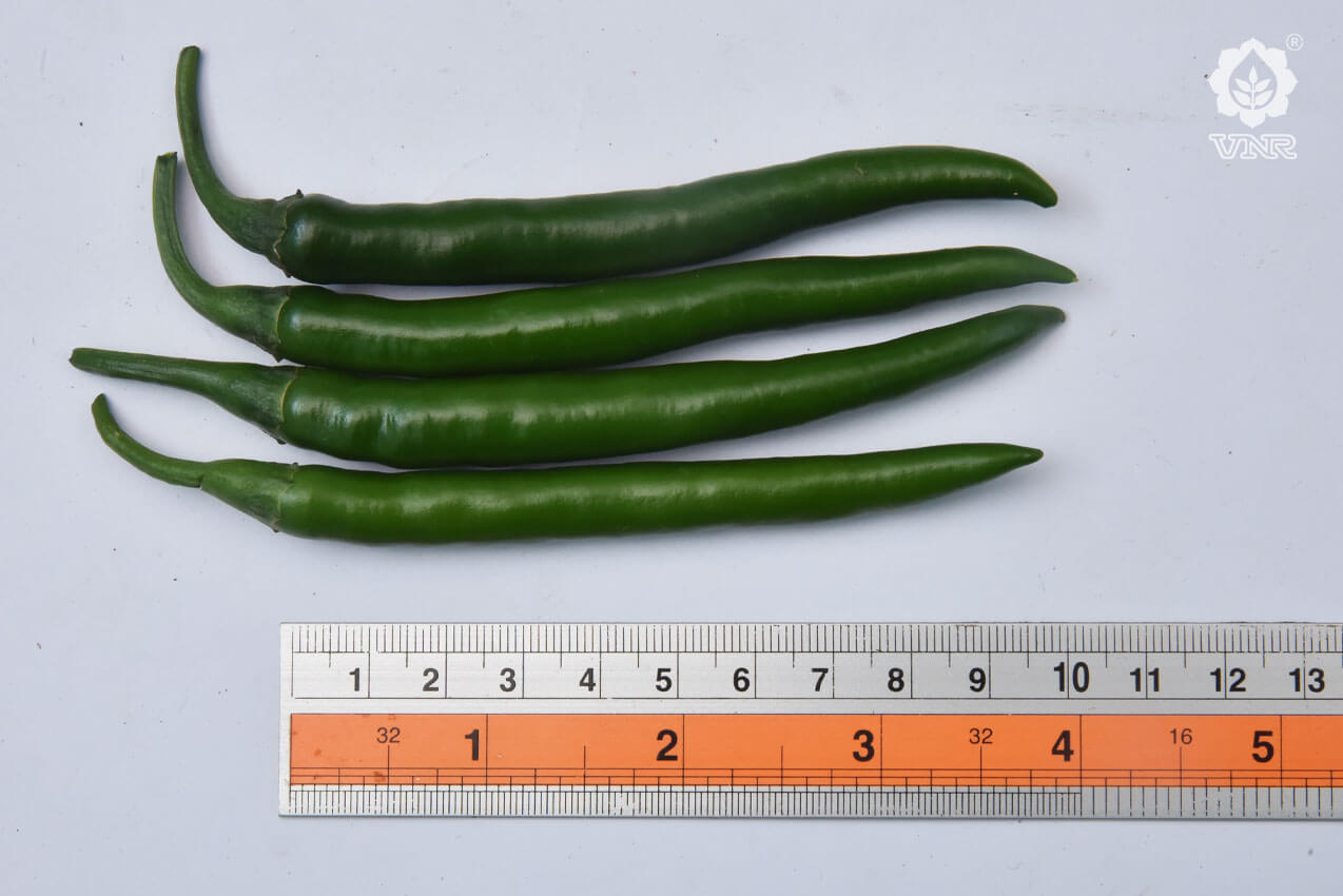 VNR 1307 Chilli Seeds | F1 Hybrid | Buy Online at Best Price