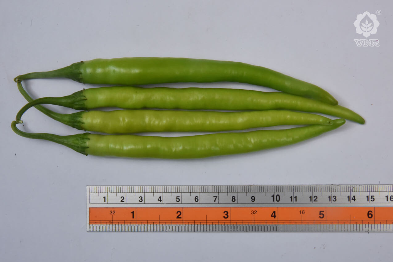 VNR-145 Chilli Seeds | F1 Hybrid | Buy Online at Best Price