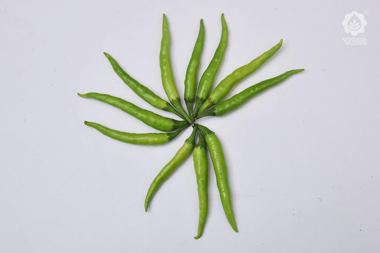 VNR 1921 Chilli  Seeds | F1 Hybrid | Buy Online at Best Price