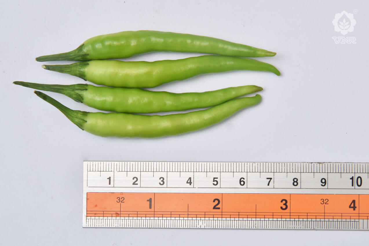 VNR 1921 Chilli  Seeds | F1 Hybrid | Buy Online at Best Price