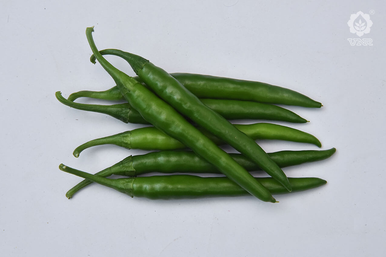 VNR 26-13 Chilli Seeds | F1 Hybrid | Buy Online at Best Price