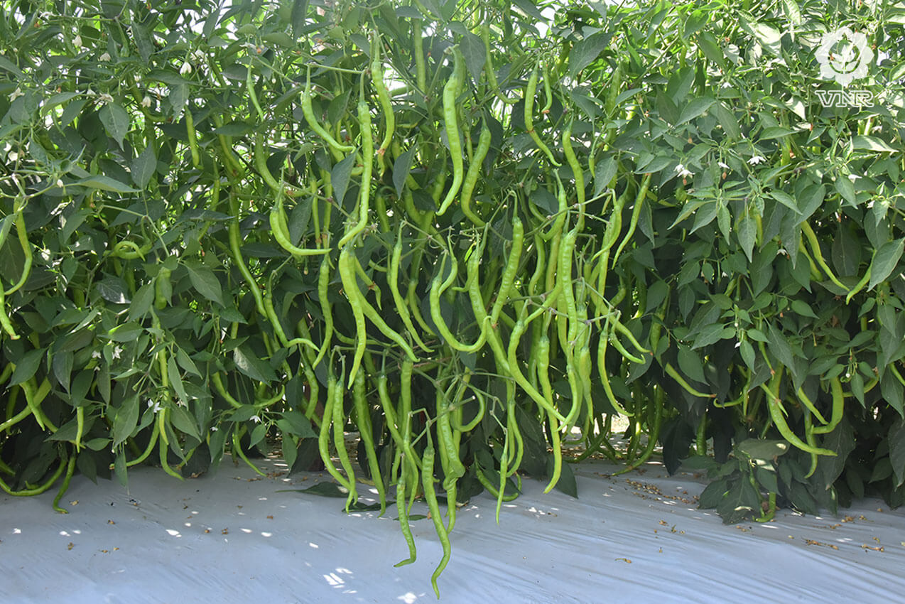 VNR 26-13 Chilli Seeds | F1 Hybrid | Buy Online at Best Price