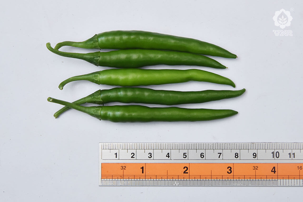 VNR 26-13 Chilli Seeds | F1 Hybrid | Buy Online at Best Price