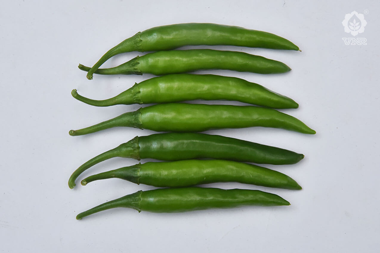 VNR 305 Chilli Seeds | F1 Hybrid | Buy Online at Best Price