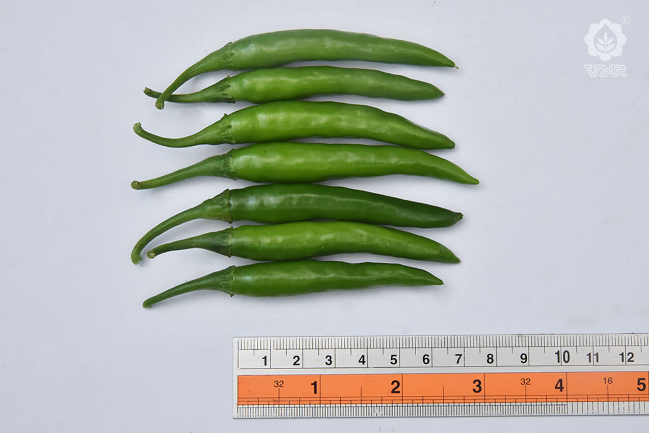 VNR 305 Chilli Seeds | F1 Hybrid | Buy Online at Best Price